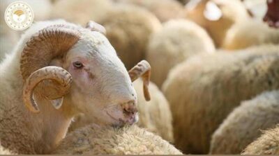 Vekaletle kurban kesim bedeli yurt içinde 18 bin, yurt dışında