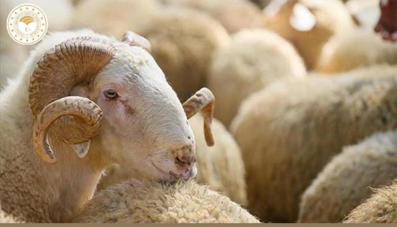 Vekaletle kurban kesim bedeli yurt