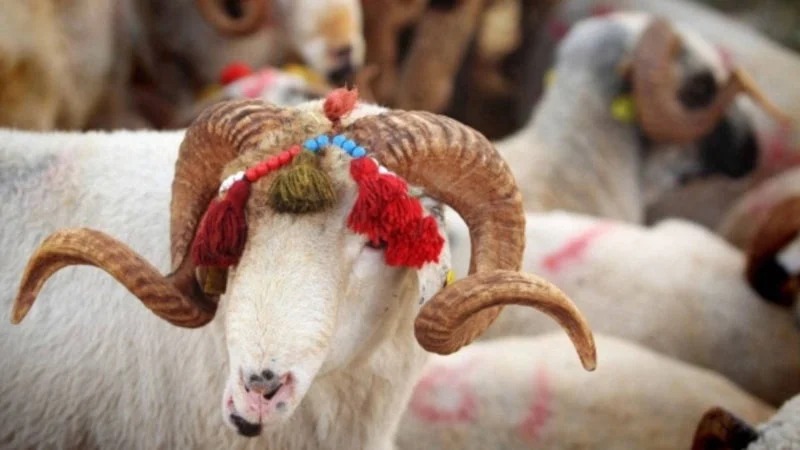 Kurban Bayramı yaklaşırken, milyonlarca vatandaşın