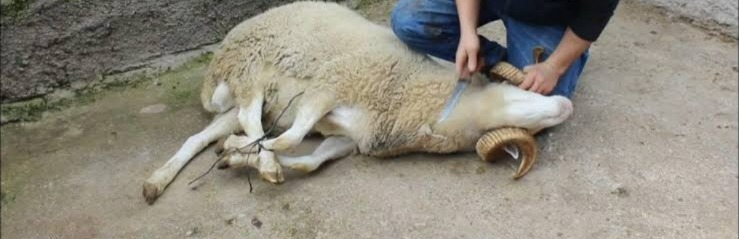 Isparta’nın Keçiborlu ilçesinde koyun kesimi