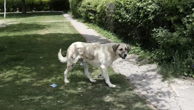 Sokaklarda başıboş dolaşan köpeklerin toplanarak