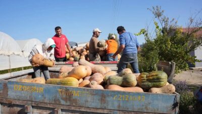 Isparta’da sonbaharın gelmesiyle birlikte bal kabağı hasadı devam ediyor